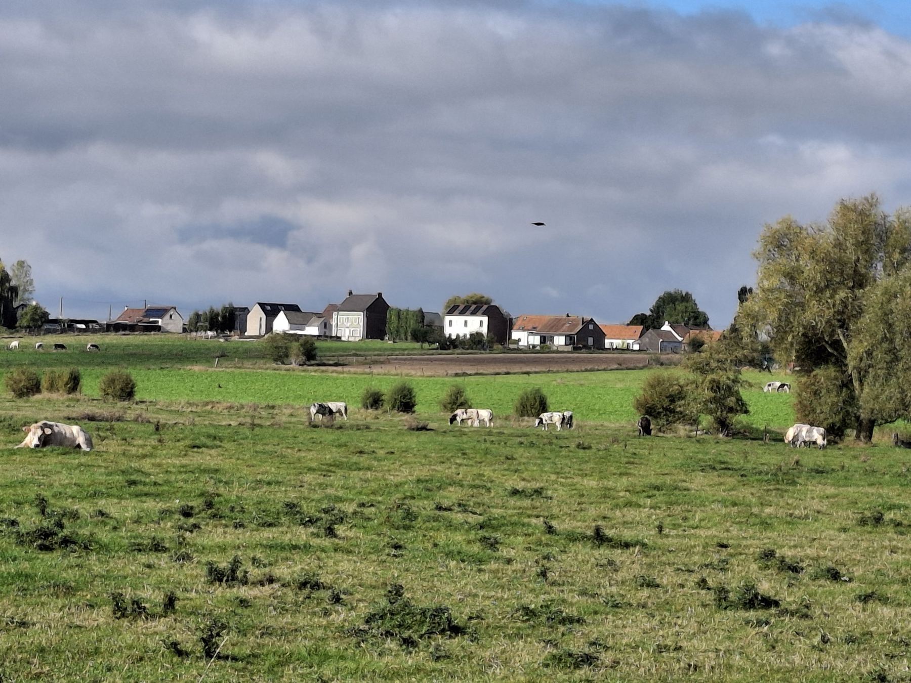 Maisons de Barry au bord des pâtures où paissent des vaches