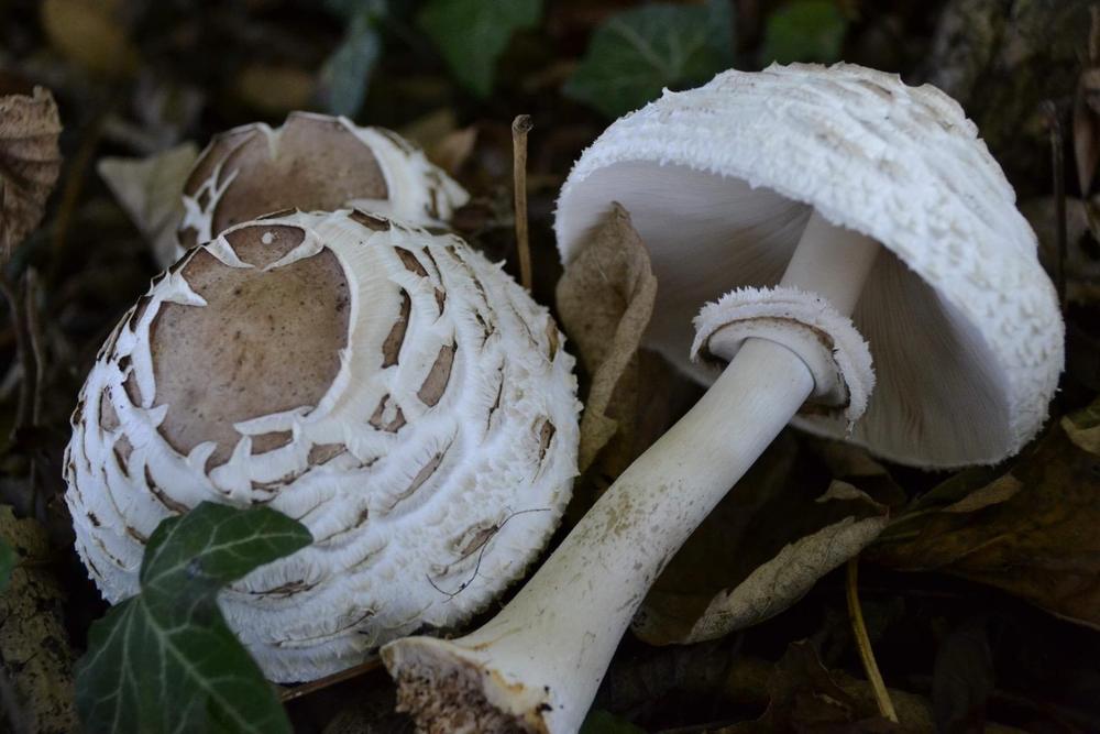 Champignons parmi les feuilles mortes et le lierre du sous-bois